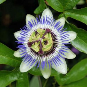 PASIONARIA / TINTURAS MADRE 30 ml